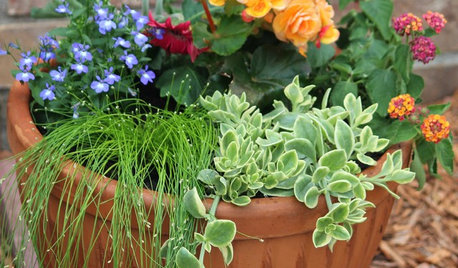 Houzz Call: Show Us Your Summer Container Gardens