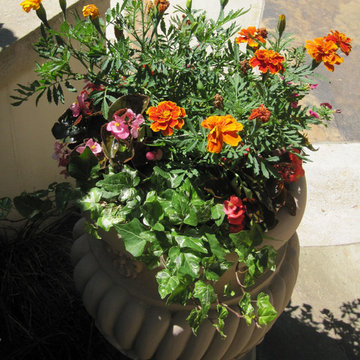 Summer Container Gardening