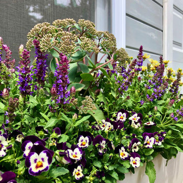 Summer Contrast Window Boxes