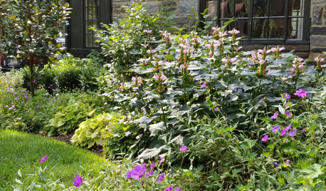 Pros Share Their Top Plant Picks for a Low-Maintenance Yard