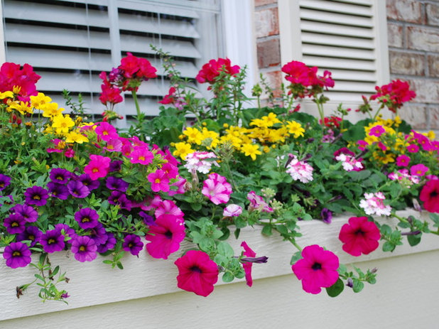 トラディショナル 庭 by The Windowbox Gardener