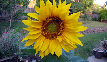 Summer Crops: How to Grow Sunflowers