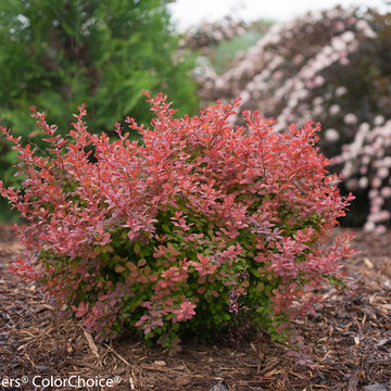 Sunjoy® Cinnamon Barberry