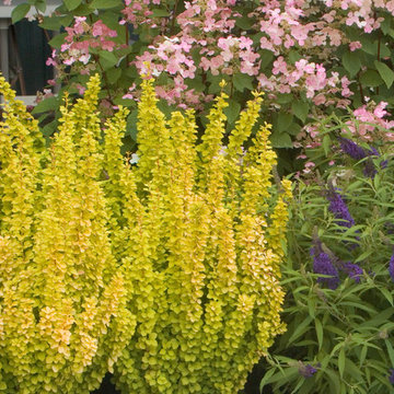 Sunjoy® Gold Pillar Barberry