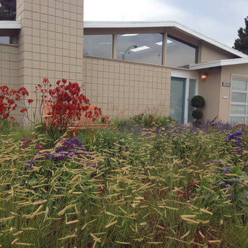 Sunnyvale Eichler planting design
