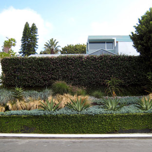 Cherry Laurel Hedge Houzz