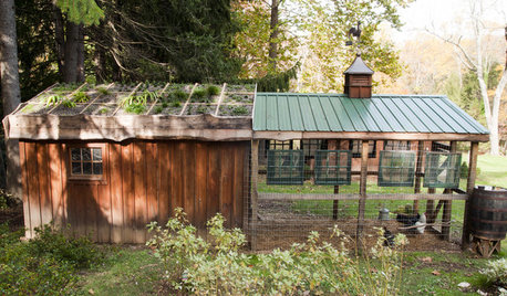 Houzz Call: Show Us Your One-of-a-Kind Chicken Coops