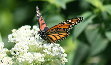 Be a Butterfly Savior — Garden for the Monarchs
