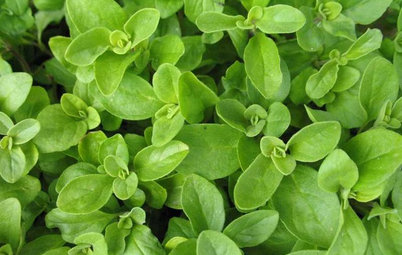 Herb Garden Essentials: Grow Your Own Oregano and Marjoram