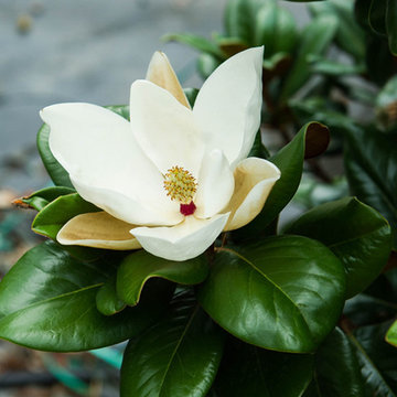 Teddy Bear Magnolia Flower