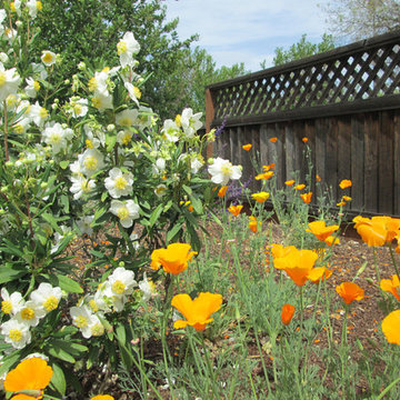 The Baker Family's California Native Garden