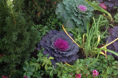 The Beauty of Cabbage and Kale