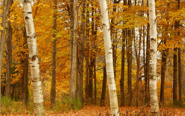 Landscape The four birches