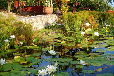 Diseño de jardín tropical con estanque