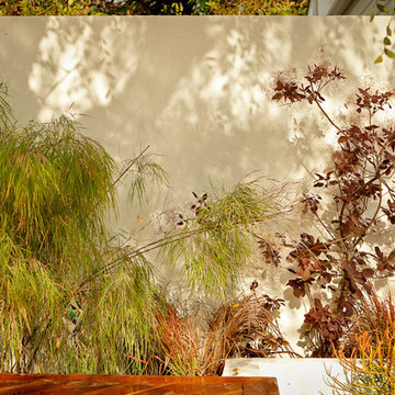 The Weeping Bamboo With the Smoke Tree Add Some Interesting Lighting Effects on