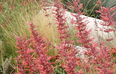 Agastache Rupestris, a Heat-Loving Hummingbird Magnet