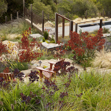 Tiburon Hillside