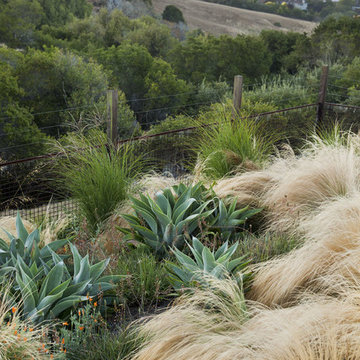 Tiburon Hillside