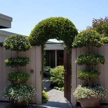garden topiary