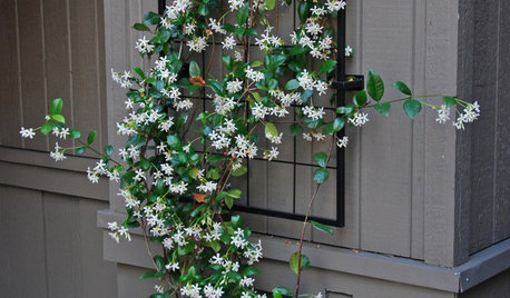 How to Choose a Climbing Plant for Your Front Door