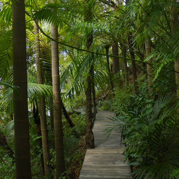 Titirangi, forest  board walk
