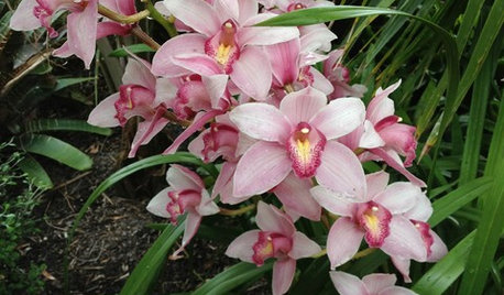 Orchids 101: Cymbidiums Add Beauty Indoors and Out