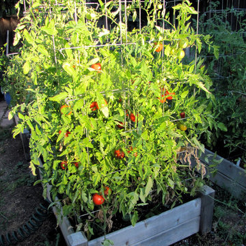 Tomatoes in raised bed