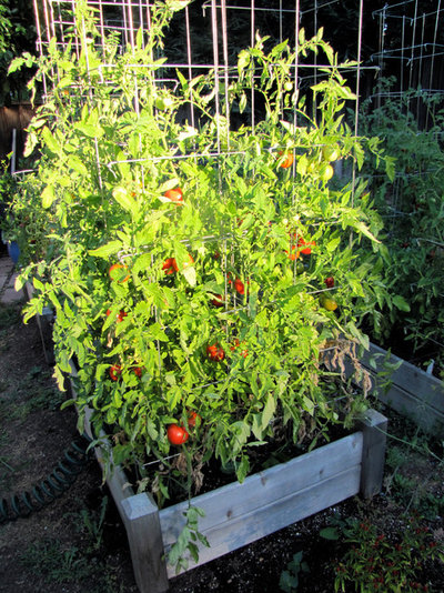 Trädgård Tomatoes in raised bed