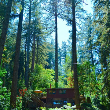Towering redwoods