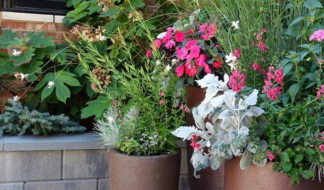 A Guide to Container Gardening For Beginners