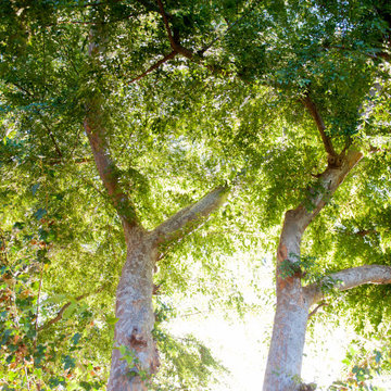 Tree Canopy Shades Patio and Cools Home