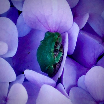 Tree Frog in Hydrangea