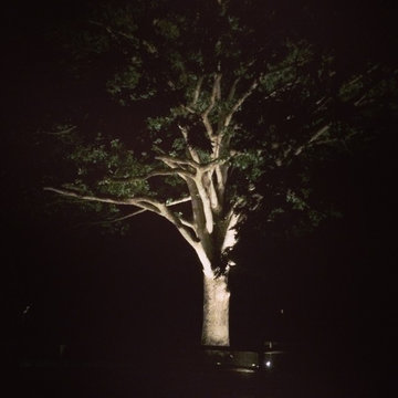 Tree Lighting