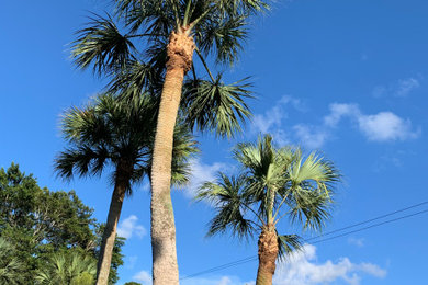 Tree service Sable Palms