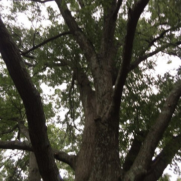 Tree Trimming & Pruning