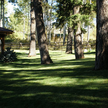 Trees in Lawn