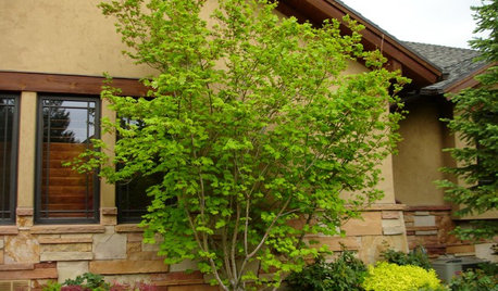 Great Design Plant: Vine Maple