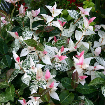 'Tricolor' Asian jasmine (Trachelospermum asiaticum 'Tricolor')