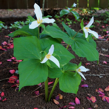 Trillium Ovatum