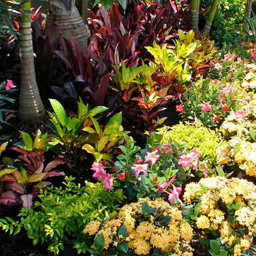 Tropical Accent Plants
