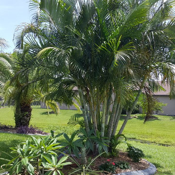 Tropical Backyard