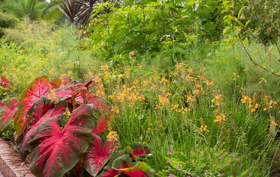 Great Garden Combo: Tropical Beauties for a Sun-Drenched Border