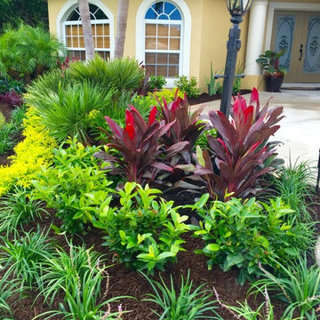 Tropical front & backyard landscapes....Palms & Color