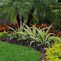 https://www.houzz.com/hznb/photos/tropical-landscape-color-tropical-landscape-miami-phvw-vp~16625571