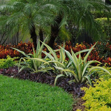 Tropical Landscape Color