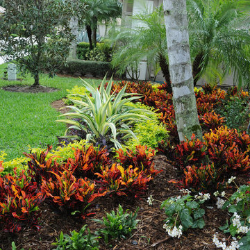Tropical Landscape Color