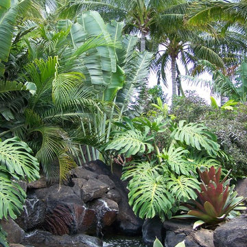 Tropical Landscape