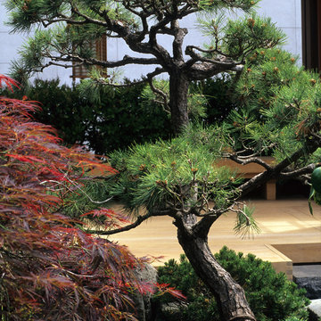 Tropical Plant - Japanese Pine