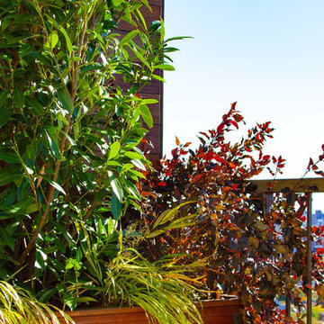 Tropical Rooftop Garden
