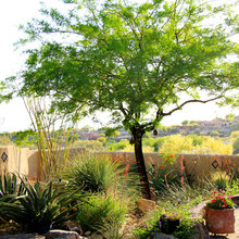 tucson house and garden